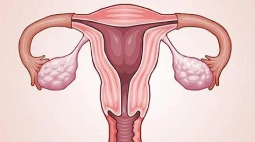 女性體重和泰國(guó)的試管嬰兒的成功率有沒(méi)有關(guān)系